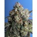 Семена T.H.Seeds Burmese kush feminized - цены, описание в интернет-магазине Dutch Seeds