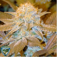 T.H.Seeds Critical hog feminized