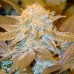 Семена T.H.Seeds Critical hog feminized - цены, описание в интернет-магазине Dutch Seeds