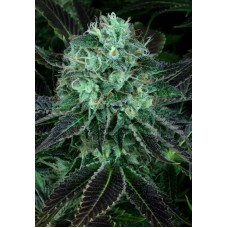 T.H.Seeds Darkstar feminized