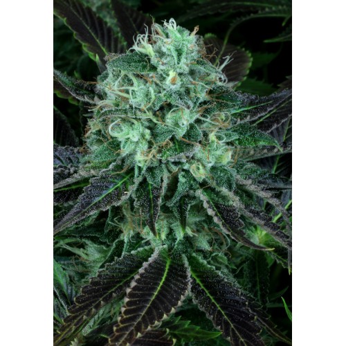 Семена T.H.Seeds Darkstar feminized - цены, описание в интернет-магазине Dutch Seeds