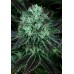 Семена T.H.Seeds Darkstar feminized - цены, описание в интернет-магазине Dutch Seeds