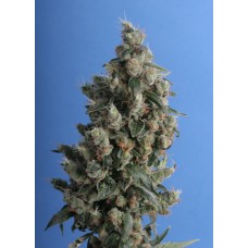 T.H.Seeds Kushage feminized