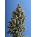 Семена T.H.Seeds Kushage feminized - цены, описание в интернет-магазине Dutch Seeds