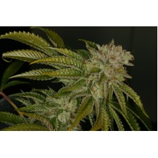 T.H.Seeds MK-Ultra feminized