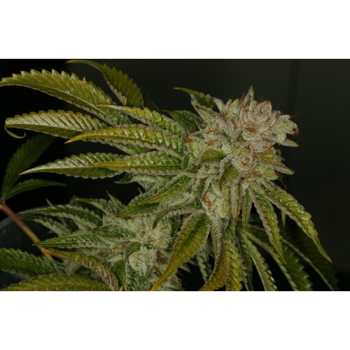 Семена T.H.Seeds MK-Ultra feminized - цены, описание в интернет-магазине Dutch Seeds