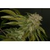 Семена T.H.Seeds MK-Ultra feminized - цены, описание в интернет-магазине Dutch Seeds