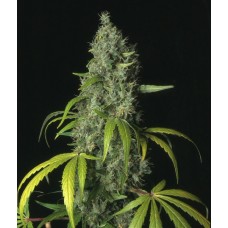 T.H.Seeds S.A.G.E. feminized