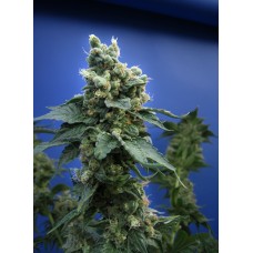 T.H.Seeds Sage N Sour feminized