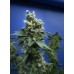 Семена T.H.Seeds Sage N Sour feminized - цены, описание в интернет-магазине Dutch Seeds