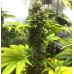 Семена T.H.Seeds Chocolate Chunk feminized - цены, описание в интернет-магазине Dutch Seeds