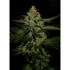 T.H.Seeds Underdawg OG feminized