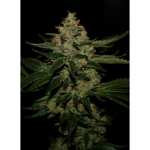 Семена T.H.Seeds Underdawg OG feminized - цены, описание в интернет-магазине Dutch Seeds