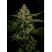 Семена T.H.Seeds Underdawg OG feminized - цены, описание в интернет-магазине Dutch Seeds