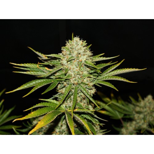 Семена T.H.Seeds Wreckage feminized - цены, описание в интернет-магазине Dutch Seeds