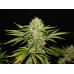 Семена T.H.Seeds Wreckage feminized - цены, описание в интернет-магазине Dutch Seeds