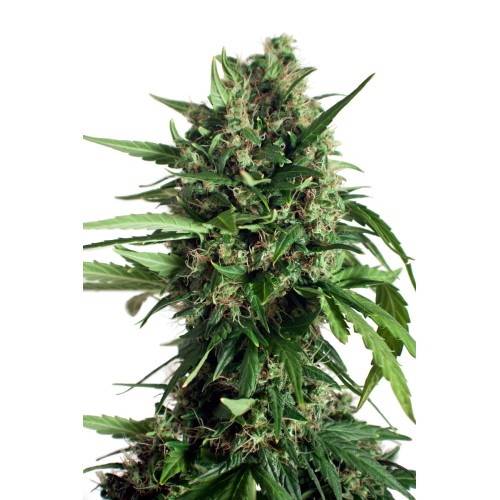 Семена Dutch Passion Taiga #2 autofem - цены, описание в интернет-магазине Dutch Seeds