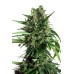 Семена Dutch Passion Taiga #2 autofem - цены, описание в интернет-магазине Dutch Seeds