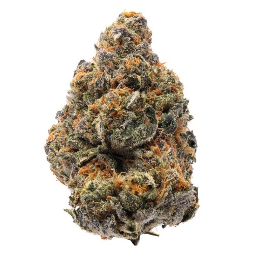 Семена Humboldt seeds The New feminized - цены, описание в интернет-магазине Dutch Seeds