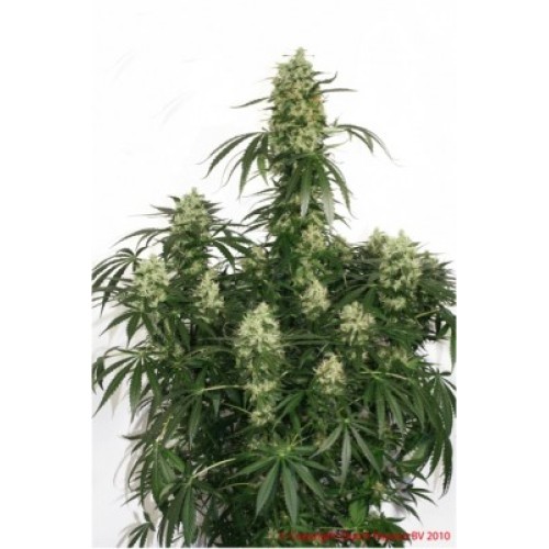 Семена Dutch Passion The Ultimate feminized - цены, описание в интернет-магазине Dutch Seeds