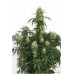 Семена Dutch Passion The Ultimate feminized - цены, описание в интернет-магазине Dutch Seeds