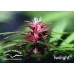 Семена Dutch Passion Twilight feminized - цены, описание в интернет-магазине Dutch Seeds