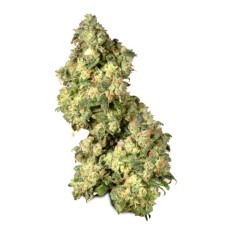 Dutch Passion Ultra Skunk feminized