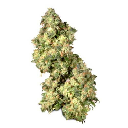 Семена Dutch Passion Ultra Skunk feminized - цены, описание в интернет-магазине Dutch Seeds