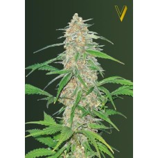 Victory seeds AK-77V fem