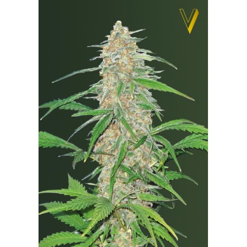 Семена Victory seeds AK-77V fem 10 шт. - цены, описание в интернет-магазине Dutch Seeds