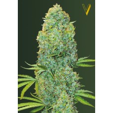 Victory seeds Amnesia Haze fem