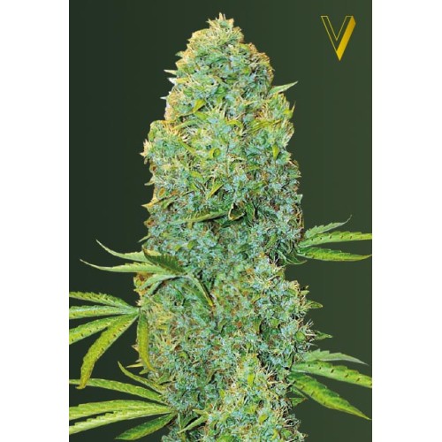 Семена Victory seeds Amnesia Haze fem 10 шт. - цены, описание в интернет-магазине Dutch Seeds