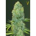 Семена Victory seeds Amnesia Haze fem 10 шт. - цены, описание в интернет-магазине Dutch Seeds