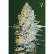 Victory seeds Amnesium fem