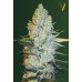 Семена Victory seeds Amnesium fem 10 шт. - цены, описание в интернет-магазине Dutch Seeds