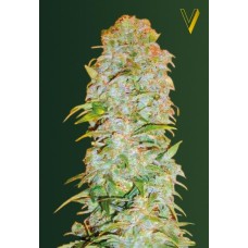 Victory seeds Auto AK-77V autofem