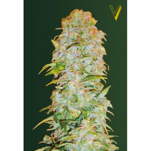 Семена Victory seeds Auto AK-77Vautofem 10 шт. - цены, описание в интернет-магазине Dutch Seeds