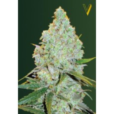 Victory seeds Auto Amnesia Haze autofem