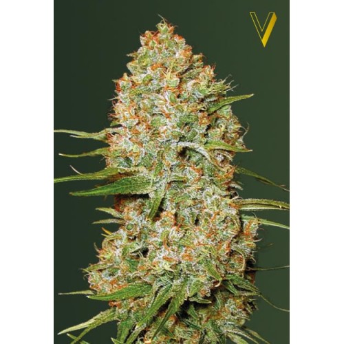 Семена Victory seeds Auto Amnesium autofem 10 шт. - цены, описание в интернет-магазине Dutch Seeds