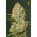 Семена Victory seeds Auto Amnesium autofem 10 шт. - цены, описание в интернет-магазине Dutch Seeds