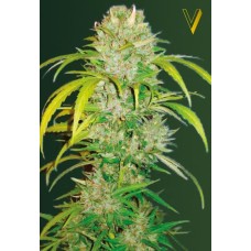 Victory seeds Auto Big Angel autofem