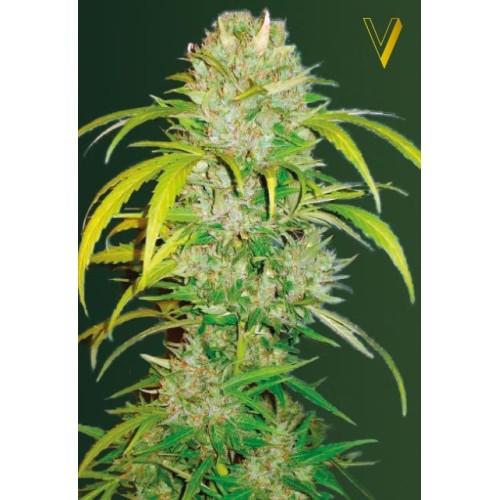 Семена Victory seeds Auto Big Angel autofem 10 шт. - цены, описание в интернет-магазине Dutch Seeds