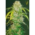 Семена Victory seeds Auto Big Angel autofem 10 шт. - цены, описание в интернет-магазине Dutch Seeds