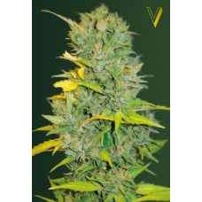 Victory seeds Auto Big Bud autofem