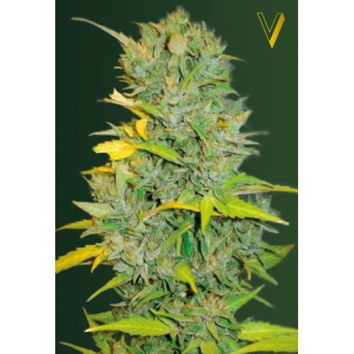 Семена Victory seeds Auto Big Bud autofem 10 шт. - цены, описание в интернет-магазине Dutch Seeds