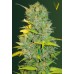 Семена Victory seeds Auto Big Bud autofem 10 шт. - цены, описание в интернет-магазине Dutch Seeds