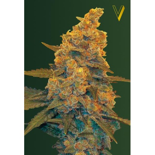 Семена Victory seeds Auto Blue Dream autofem 10 шт. - цены, описание в интернет-магазине Dutch Seeds