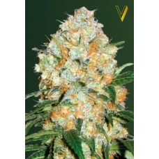 Victory seeds Auto Bubblegum + autofem