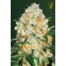 Семена Victory seeds Auto Bubblegum + autofem 10 шт. - цены, описание в интернет-магазине Dutch Seeds