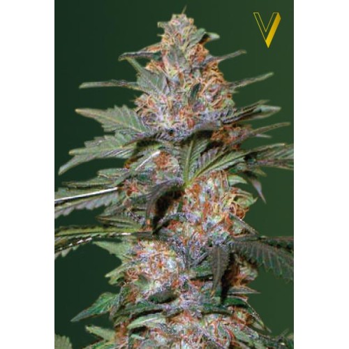 Семена Victory seeds Auto Caramel autofem 10 шт. - цены, описание в интернет-магазине Dutch Seeds